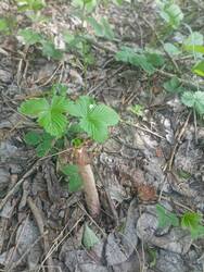 IMG_20250517_080920.jpg