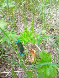 IMG_20250517_081034.jpg