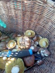 IMG_20250517_085129.jpg