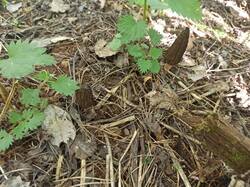 IMG_20250517_144445.jpg