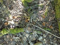 IMG_20250517_145520.jpg