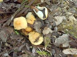 IMG_20250517_150118.jpg