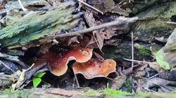 IMG_20250518_152923.jpg