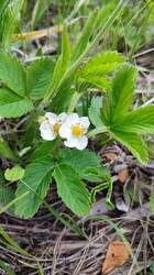 IMG_20250518_154230.jpg