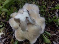 IMG_20250519_125402.thumb.jpg.662d51eebef66cc4a0d2830c911e60af.jpg
