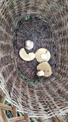 IMG_20250519_171704.thumb.jpg.253a8ce37a957cac9e60bbebc0b770fe.jpg