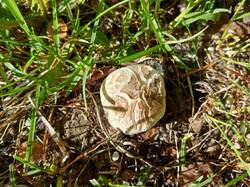 IMG_20250520_173415_472.thumb.jpg.59ff40e2f1cb5fc7d96d6b1de8cf50ad.jpg