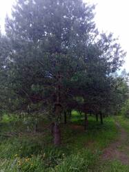 IMG_20250521_110601.thumb.jpg.51c4b1b0126df822cfb05377f076339a.jpg