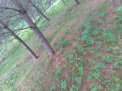 IMG_20250521_110614.thumb.jpg.c5854018ded7239c28de7fb65c5bfe1f.jpg