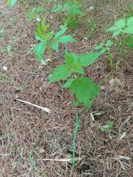 IMG_20250521_110649.thumb.jpg.55efaced858c8fd569dc024acea79826.jpg