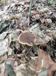 IMG_20250521_111835.thumb.jpg.2a474391ef97b7f0d82568e3076924d5.jpg
