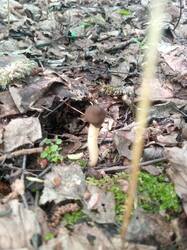 IMG_20250521_111841.thumb.jpg.038db0c3ffa9cace3c23abec90a25278.jpg