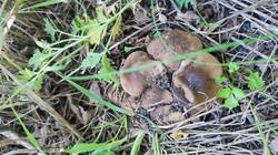 IMG_20250522_164850.jpg