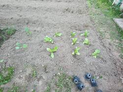 IMG_20250523_181907.thumb.jpg.93552f516bd442283ff640183dc40bac.jpg