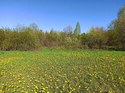 IMG_20250524_073332.jpg