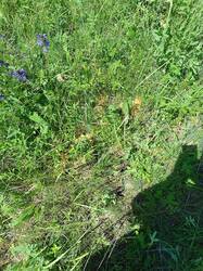 IMG_20250524_110034.jpg