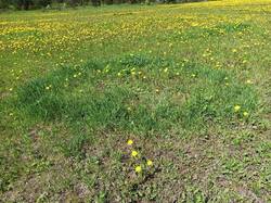 IMG_20250524_113754.jpg