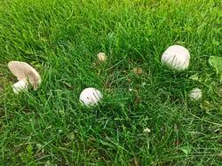 IMG_20250524_120207.thumb.jpg.922d033cd605ef78d1e827ac3cdbd9ed.jpg