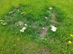 IMG_20250524_120232.thumb.jpg.64db0ef3dd01f3b75c682ffad1dd7ead.jpg