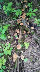 IMG_20250524_134651.jpg