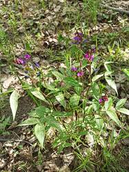 IMG_20250524_144105.jpg