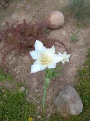 IMG_20250526_134309.jpg