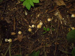 IMG_4002.thumb.JPG.8c4cc8ba96f7605b089f5961002f0fa5.JPG