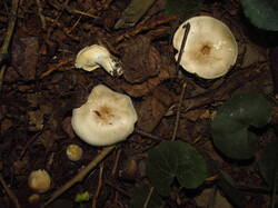 IMG_4183.thumb.JPG.8ab5b04ab72bdf86027b3cf82f7cb0ec.JPG