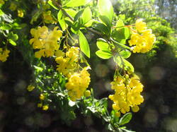 IMG_4186.thumb.JPG.86956ba816fcd86cdce0458a5cf3477d.JPG