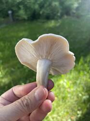 IMG_4983.jpeg