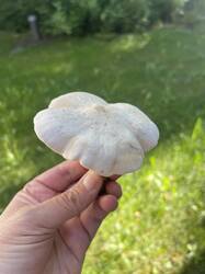 IMG_4984.jpeg