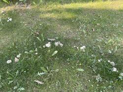 IMG_4987.jpeg