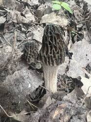 IMG_5083.thumb.JPEG.5b41aebe4d4967d5e39f5c2832af9002.JPEG