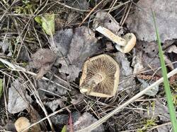 IMG_5435.thumb.JPEG.37bd4e5e4cf7727ccf1d893df997c5e8.JPEG