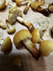 IMG_6081.jpeg