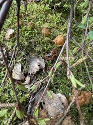 IMG_6264.jpeg