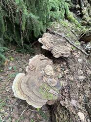 IMG_6269.jpeg