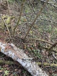 IMG_6301.jpeg