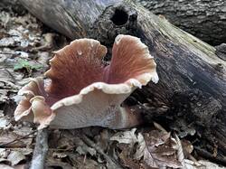 IMG_6986.jpeg