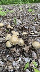 IMG_7044.jpeg