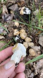 IMG_7047.jpeg