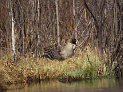 IMG_7664_6.thumb.jpg.d81c9593b5575f625c262f7774c8c5cd.jpg