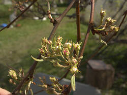 IMG_8979.thumb.jpg.baf9cc47a58ca5f97f88eacfe9e1151f.jpg