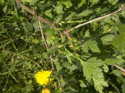 IMG_9170.thumb.jpg.ef359396a88ecb3461ac760d31a62795.jpg