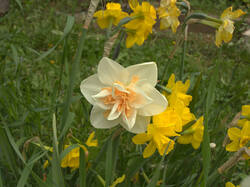 IMG_9232.thumb.jpg.e39dae36a5228736fac3d02c0b9851bc.jpg