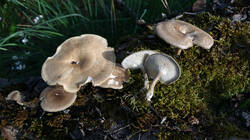 Lentinus_arcularius_AWP_20250427.thumb.JPG.791c974ff131856360c1ddda05ee9467.JPG