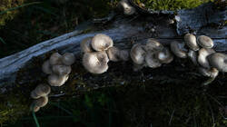 Lentinus_arcularius_AWP_2025_0427.thumb.JPG.8a79ff1b47a1bd43b2e6d2484defe1f5.JPG