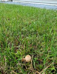 Marasmius-1-1.thumb.jpg.5717c2bf81c0f7915c2273f34a2cee1e.jpg