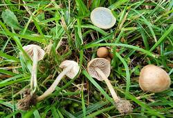 Marasmius-2-1.jpg