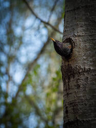 P4220890-ORF_DP.thumb.jpg.993a3da43ff6581b60136ffb34546314.jpg